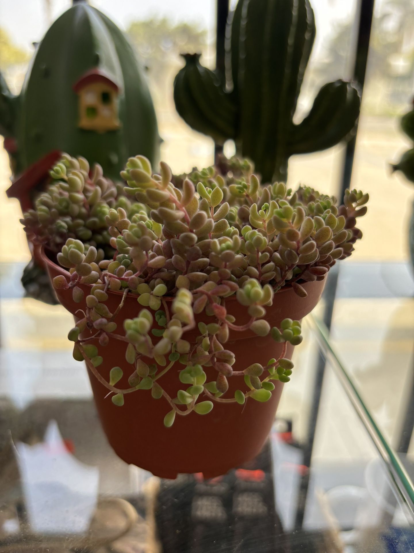 Succulent Plants- 2 Available 