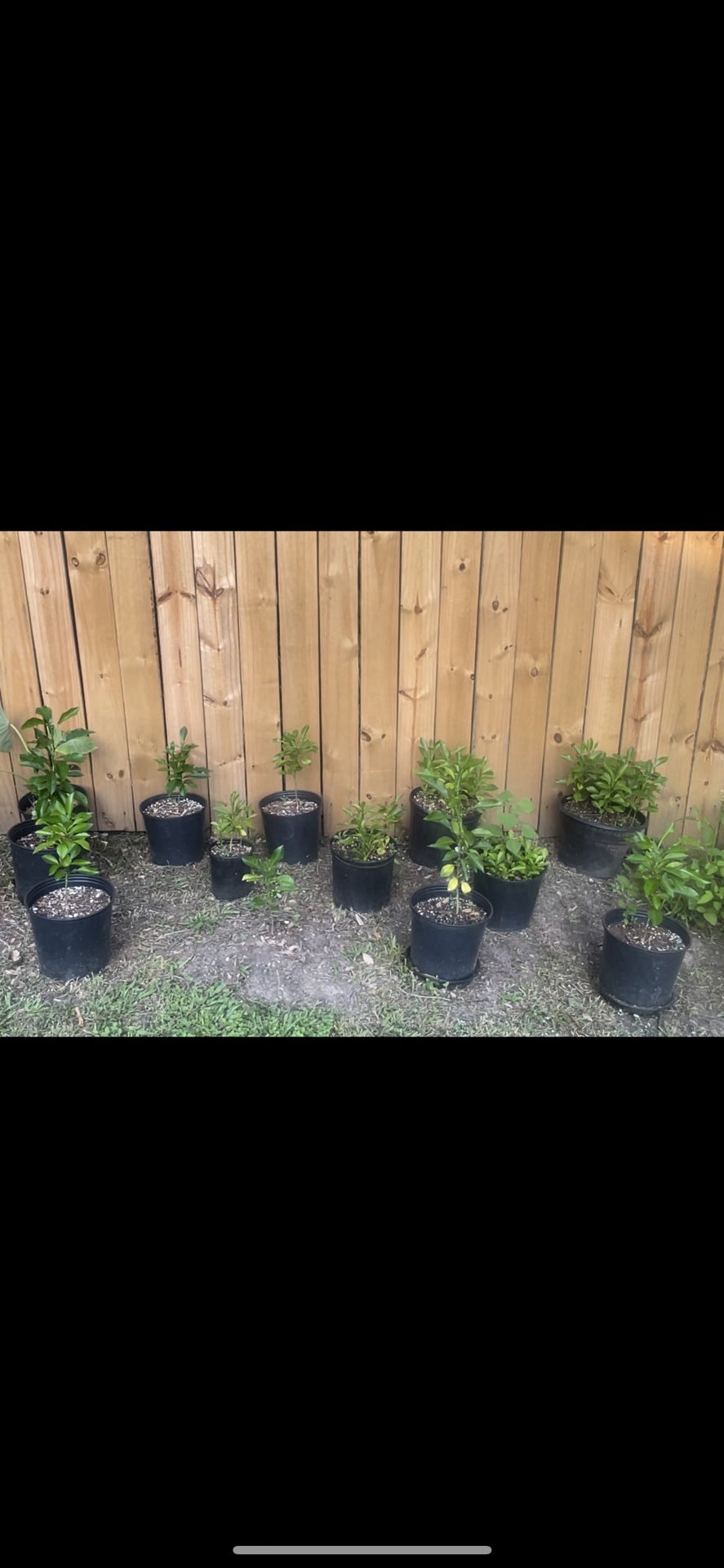 Seville/sour orange Plant