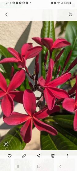Red plumeria