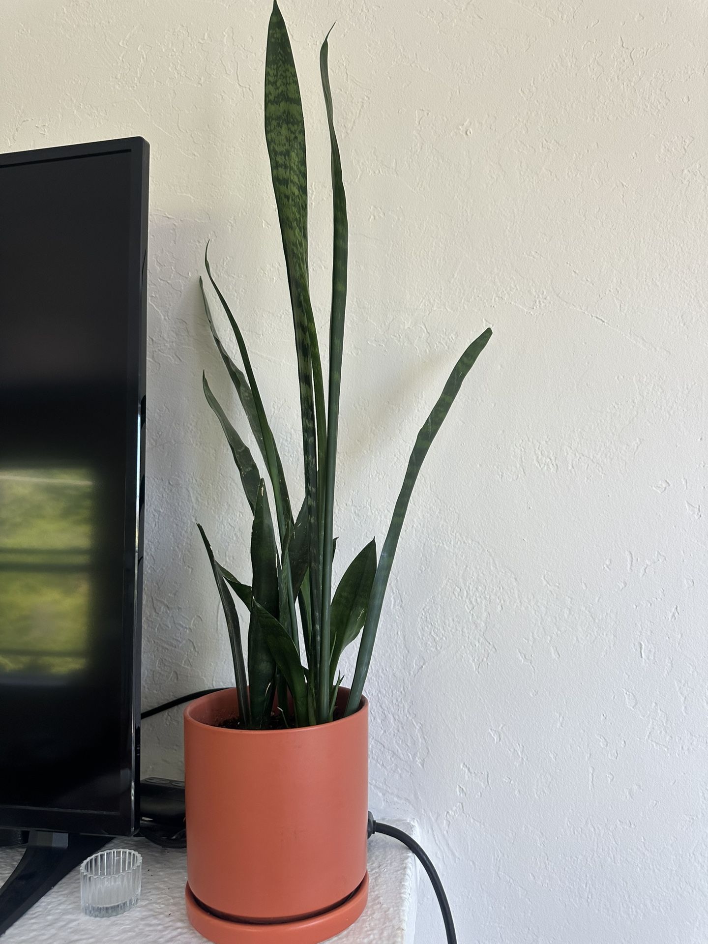 Snake Plant And Pot