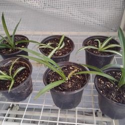 Spider Plants