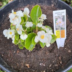 Begona Green Leaf White 🪴 