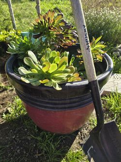 Succulents
