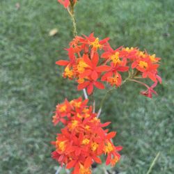 GROUND ORCHIDS  ( 3 Gallon Pot) Eye Catching 