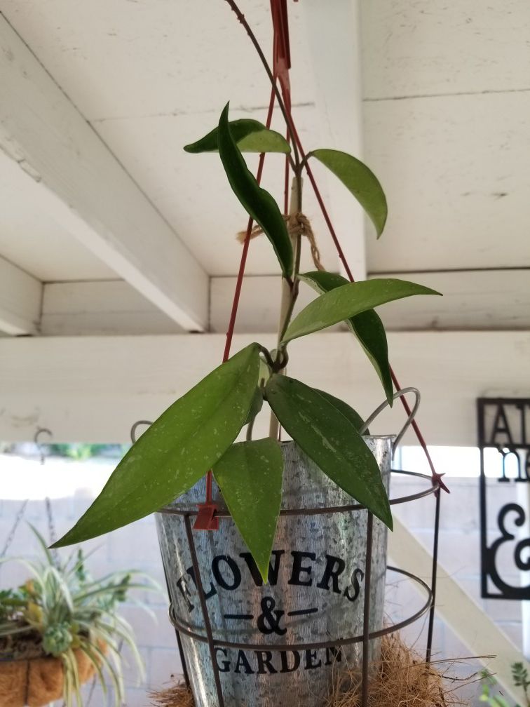 Hoya publicas plant with metal pot