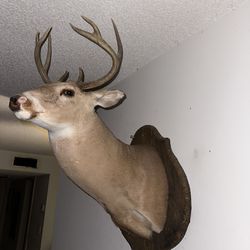 Deer wall mount 