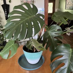 Monstera (Swiss Cheese) House Plant 