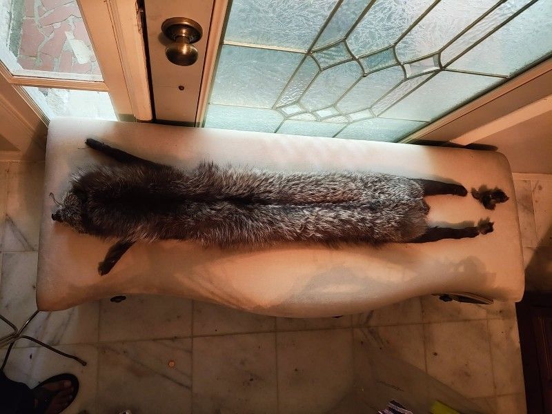 Silver Fox Pelt