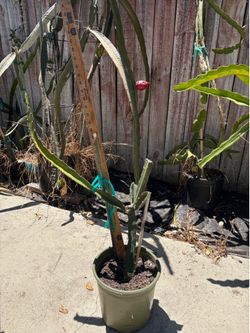 Sugar Dragon dragon fruit plant around 2ft-$15