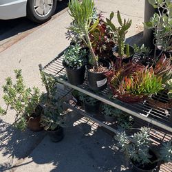 Succulents And More