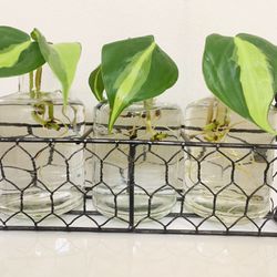 Plant Propagation Station with Philodendron Variegated Cutting with Roots