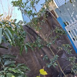 Cherry Of The Rio Grande