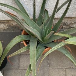 Aloe vera $5