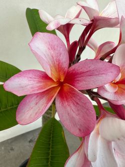 Blooming Plumeria Plant G6