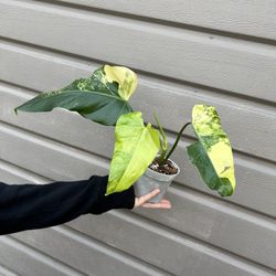 4” philodendron domesticum variegated