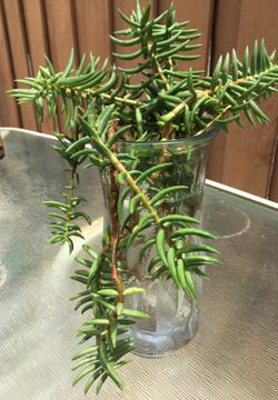 Pretty succulent you can put it in ground too