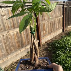 Bonsai Money Tree, Very Healthy And 8 Inch Wide Blue Bonsai Pot $35 Each