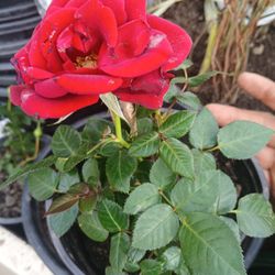 Rose Plant 😃😃🌿🌷🌷🌷🌷