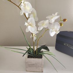Fake Orchid Pland 