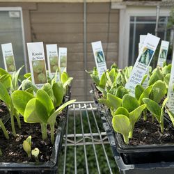 Vegetables plant sale 6$ a sixpack