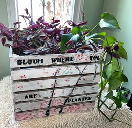 Hand-Painted “Bloom Where You Are Planted” Planter with Pink / Purple Tradescantia and pothos.