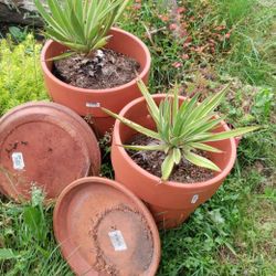 Potted Plants 