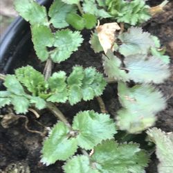 2 Coriander plants in pot - (dhania or cilantro) Coriandrum
