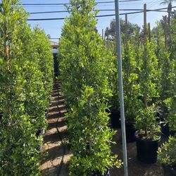 Ficus Nitida Privacy Hedge