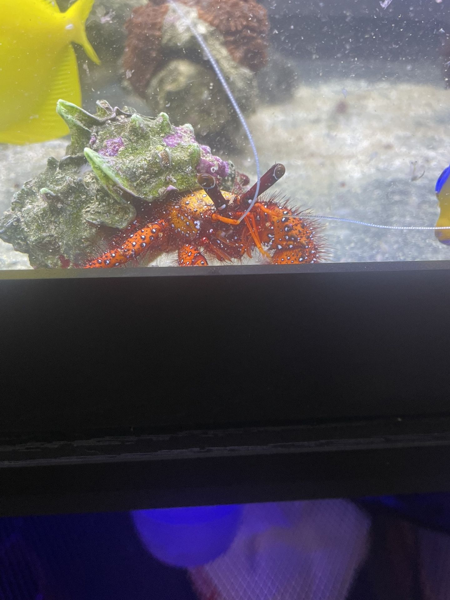 Salt Water Crab