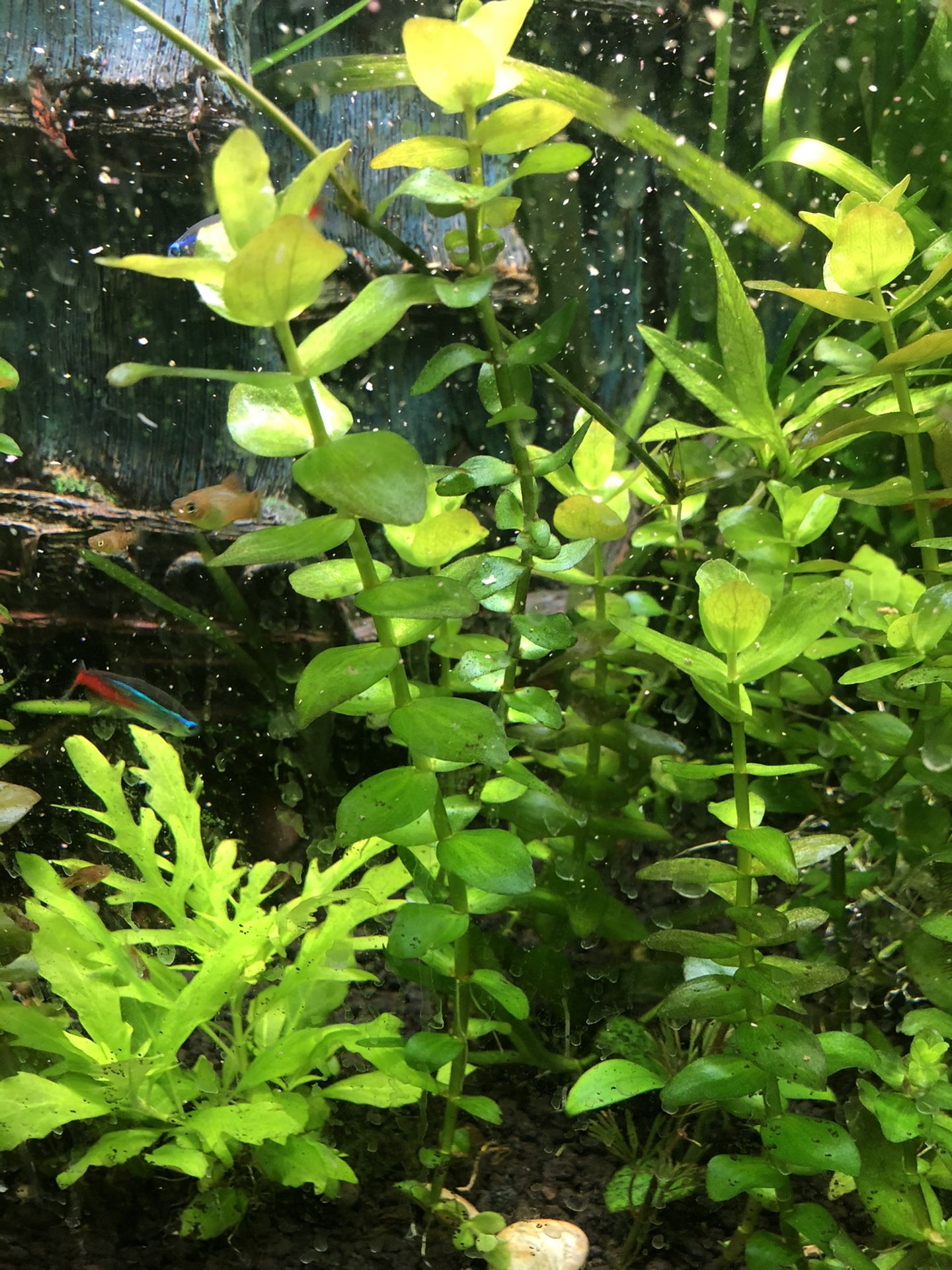 Aquarium Plant Packages