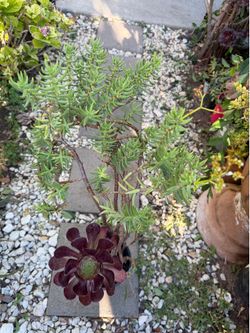 Aeonium and succulent arrangement in one gallon pot