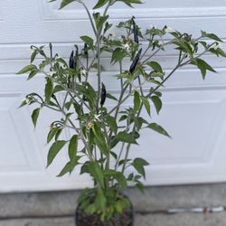 Black Cobra Peppers Plant, In 1 Gallon Pot Pick Up Only