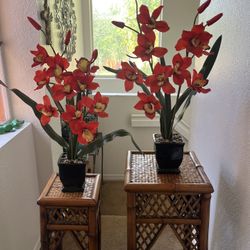 ~~2 Beautiful Orchid Plants~~