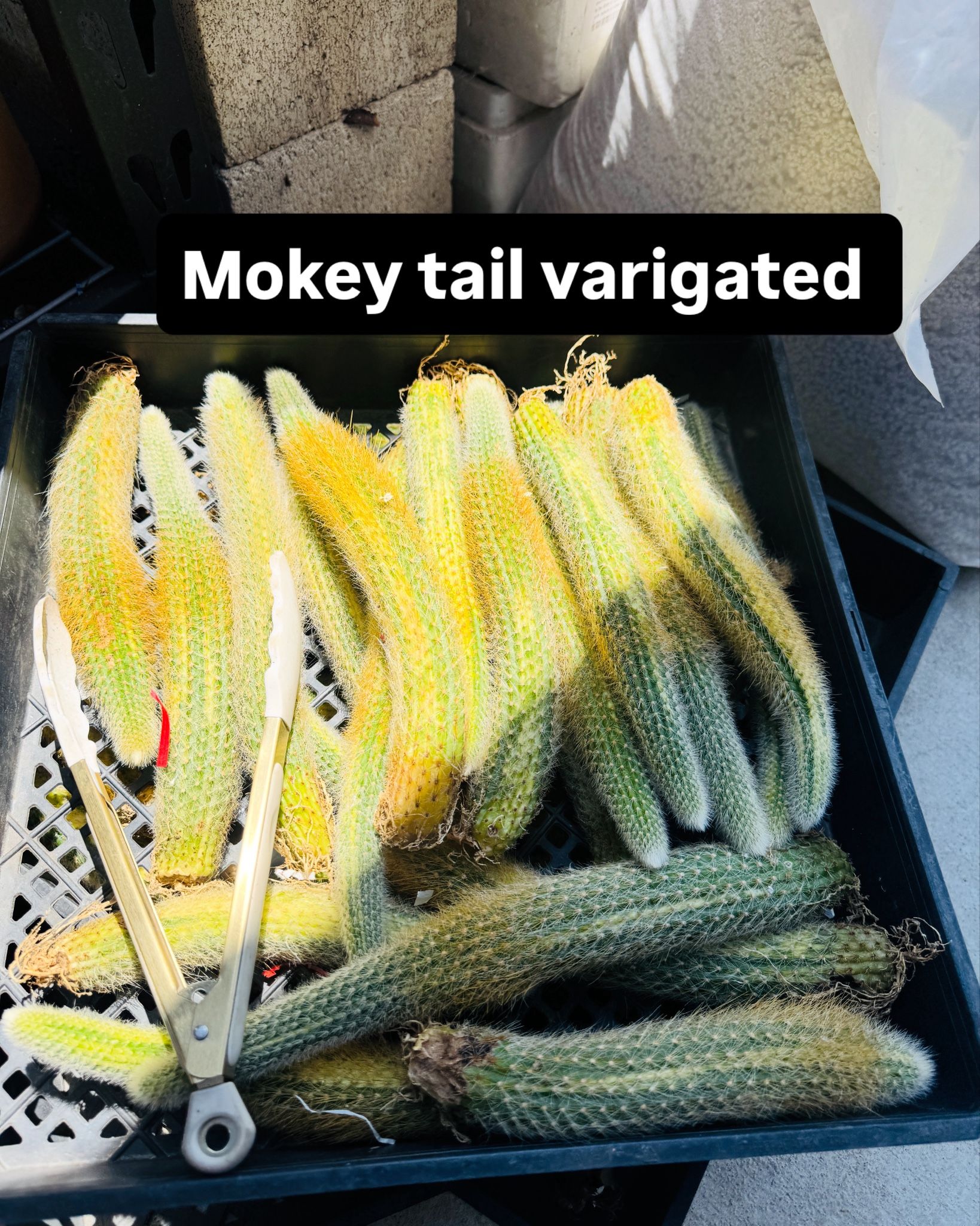 Each $30 Cactus Money Tail Varigated