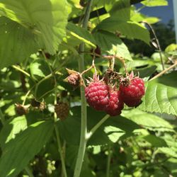 Raspberry Plants 🌱 