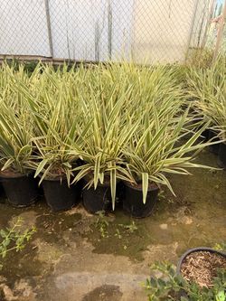 Dianella 5 gallons