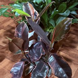 ❤️Established BUNCH OF Rubby Rubber trees 6”pot❤️Pls read Description