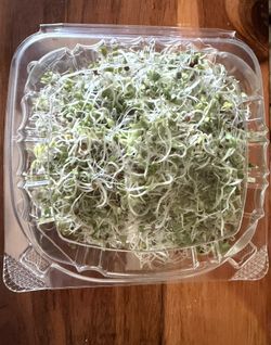 Organic Freshly Grown Broccoli Sprouts