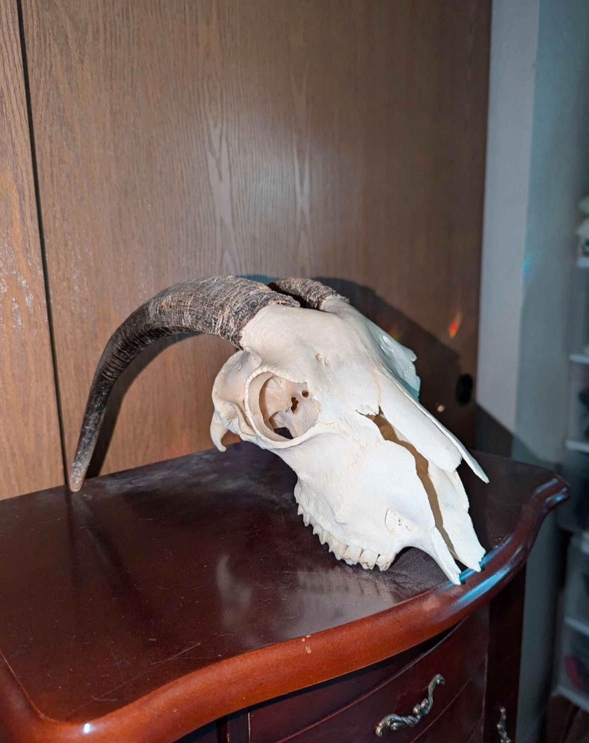 Animal Skull