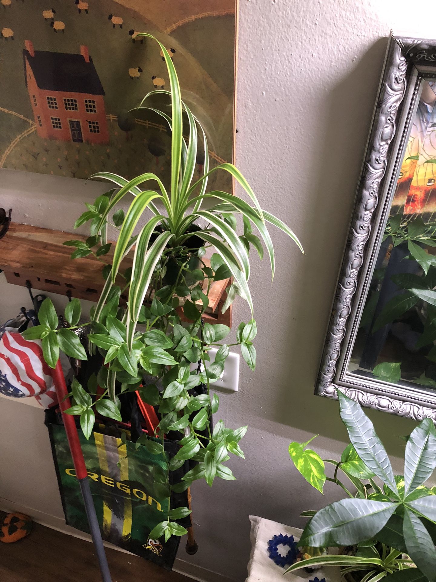 Spider/ Wondering Jew Plant 🪴 