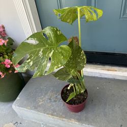 Monstera Mint