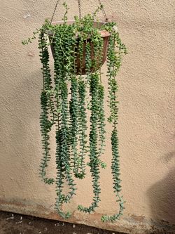 Donkey's Tail Succulent