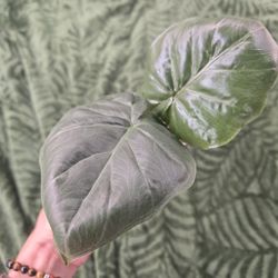 Alocasia Yucatan King Queen Pup 4 Inch Grow Pot