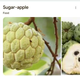 Big sugar apple trees
