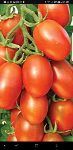 Organic delicious tomato plants