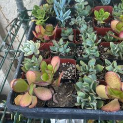 Succulents