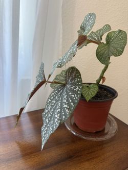 Angel Wing Begonia In 6 Inch Pot