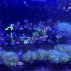 Aquarium Decor