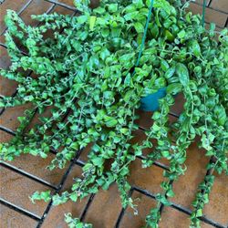 Curly Lipstick Plant 