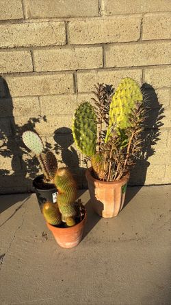 3 cactus plants